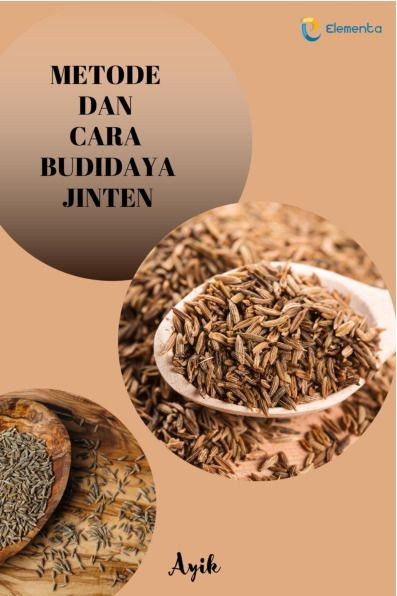 Metode dan Cara Budidaya Jinten
